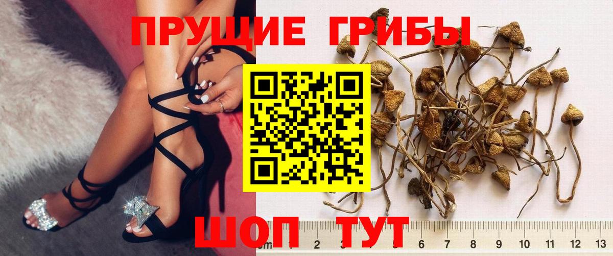 Псилоцибиновые грибы Cubensis Саров